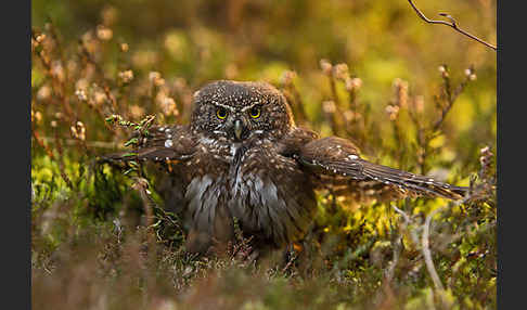 Sperlingskauz (Glaucidium passerinum)