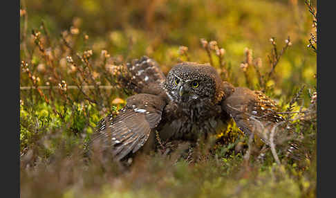 Sperlingskauz (Glaucidium passerinum)