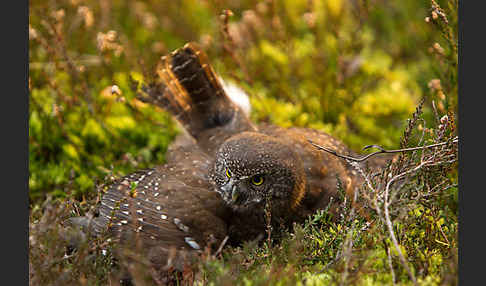 Sperlingskauz (Glaucidium passerinum)