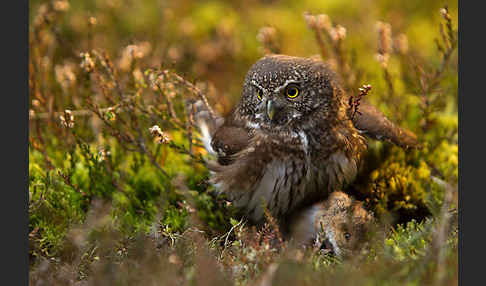 Sperlingskauz (Glaucidium passerinum)