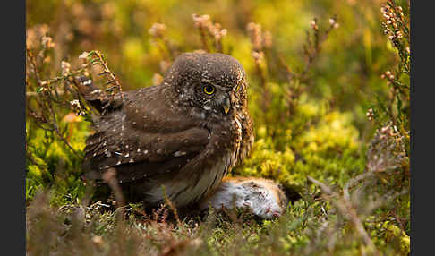 Sperlingskauz (Glaucidium passerinum)