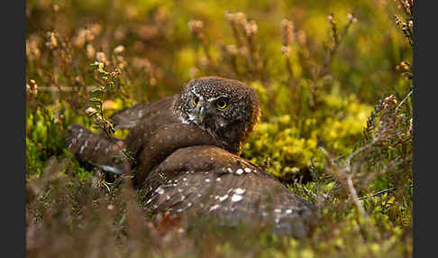 Sperlingskauz (Glaucidium passerinum)