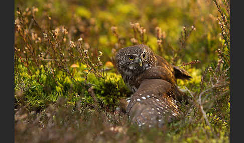 Sperlingskauz (Glaucidium passerinum)