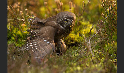 Sperlingskauz (Glaucidium passerinum)