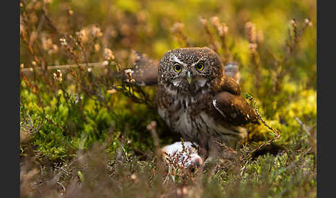 Sperlingskauz (Glaucidium passerinum)