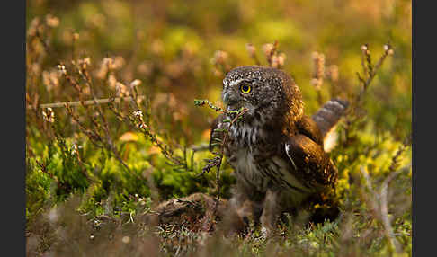 Sperlingskauz (Glaucidium passerinum)