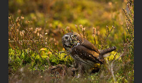 Sperlingskauz (Glaucidium passerinum)