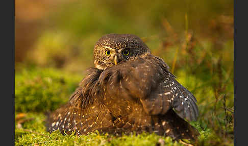 Sperlingskauz (Glaucidium passerinum)