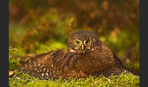 Sperlingskauz (Glaucidium passerinum)