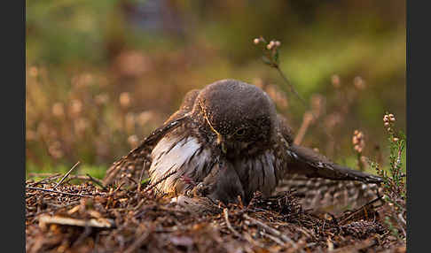 Sperlingskauz (Glaucidium passerinum)