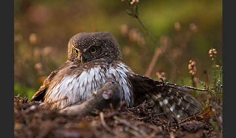 Sperlingskauz (Glaucidium passerinum)