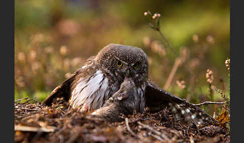 Sperlingskauz (Glaucidium passerinum)