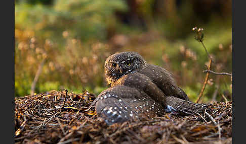 Sperlingskauz (Glaucidium passerinum)