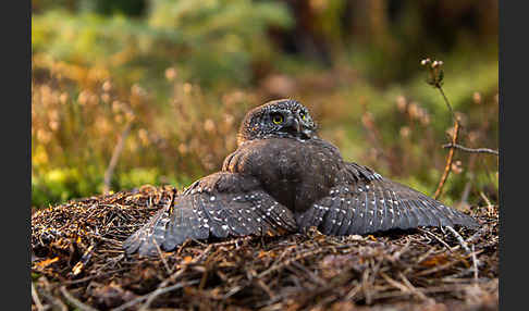 Sperlingskauz (Glaucidium passerinum)