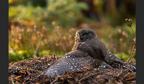 Sperlingskauz (Glaucidium passerinum)