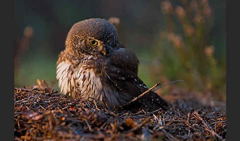 Sperlingskauz (Glaucidium passerinum)