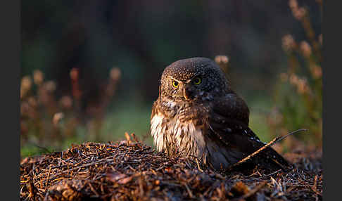 Sperlingskauz (Glaucidium passerinum)