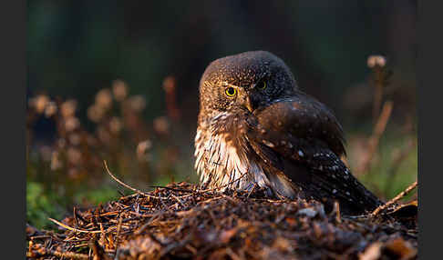 Sperlingskauz (Glaucidium passerinum)