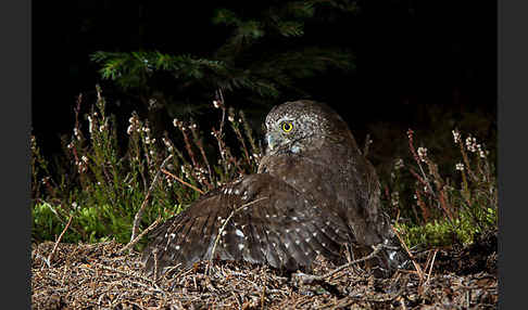 Sperlingskauz (Glaucidium passerinum)