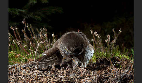 Sperlingskauz (Glaucidium passerinum)