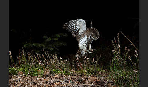 Sperlingskauz (Glaucidium passerinum)