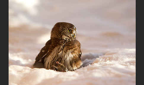 Sperlingskauz (Glaucidium passerinum)