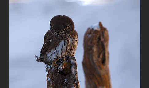 Sperlingskauz (Glaucidium passerinum)