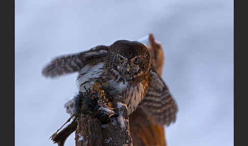 Sperlingskauz (Glaucidium passerinum)