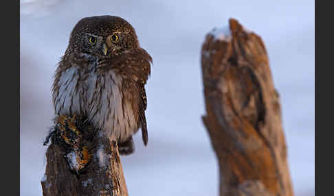 Sperlingskauz (Glaucidium passerinum)