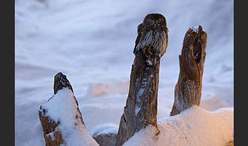 Sperlingskauz (Glaucidium passerinum)