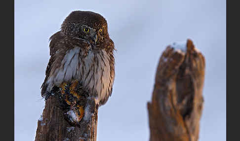 Sperlingskauz (Glaucidium passerinum)