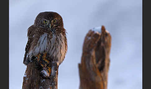 Sperlingskauz (Glaucidium passerinum)