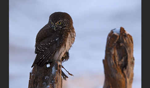 Sperlingskauz (Glaucidium passerinum)