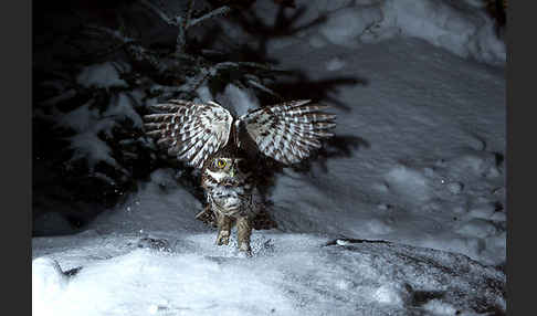 Sperlingskauz (Glaucidium passerinum)