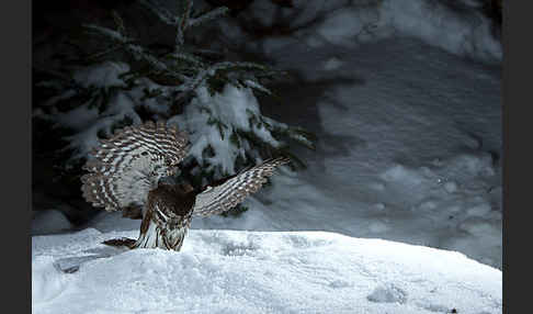 Sperlingskauz (Glaucidium passerinum)