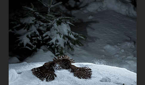 Sperlingskauz (Glaucidium passerinum)