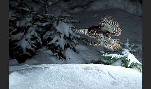 Sperlingskauz (Glaucidium passerinum)