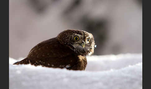 Sperlingskauz (Glaucidium passerinum)