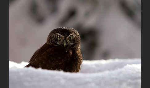 Sperlingskauz (Glaucidium passerinum)