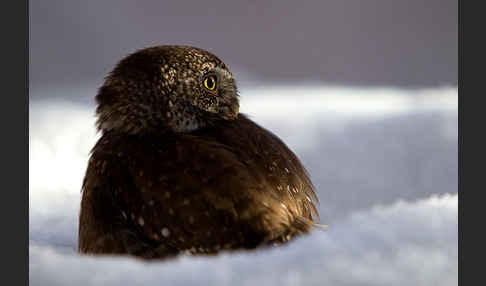 Sperlingskauz (Glaucidium passerinum)