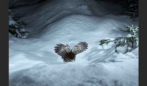 Sperlingskauz (Glaucidium passerinum)