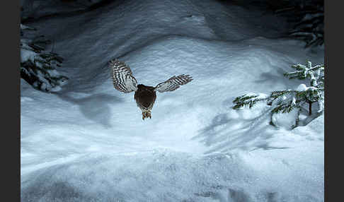 Sperlingskauz (Glaucidium passerinum)