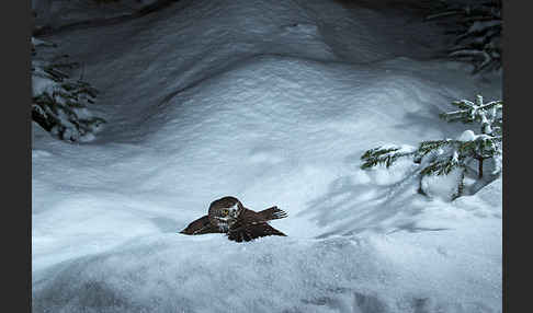 Sperlingskauz (Glaucidium passerinum)