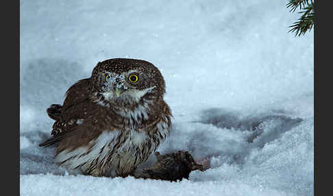 Sperlingskauz (Glaucidium passerinum)