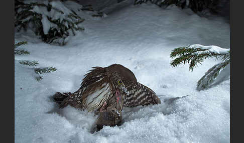 Sperlingskauz (Glaucidium passerinum)