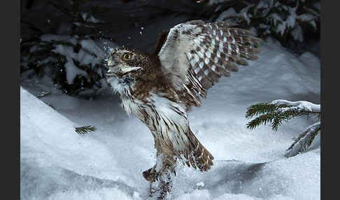 Sperlingskauz (Glaucidium passerinum)