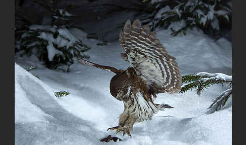 Sperlingskauz (Glaucidium passerinum)