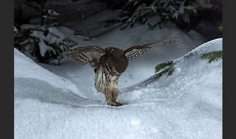 Sperlingskauz (Glaucidium passerinum)