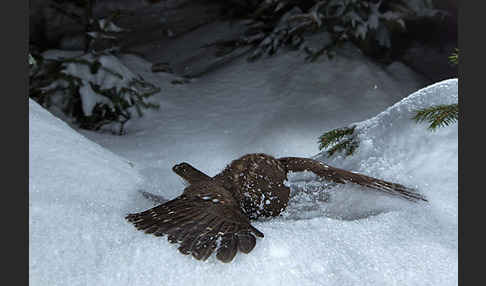 Sperlingskauz (Glaucidium passerinum)