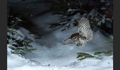 Sperlingskauz (Glaucidium passerinum)